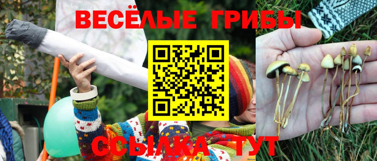 Курчалой  Галлюциногенные грибы ЛСД  Вход с VPN  Галлюциногенные грибы мицелий 